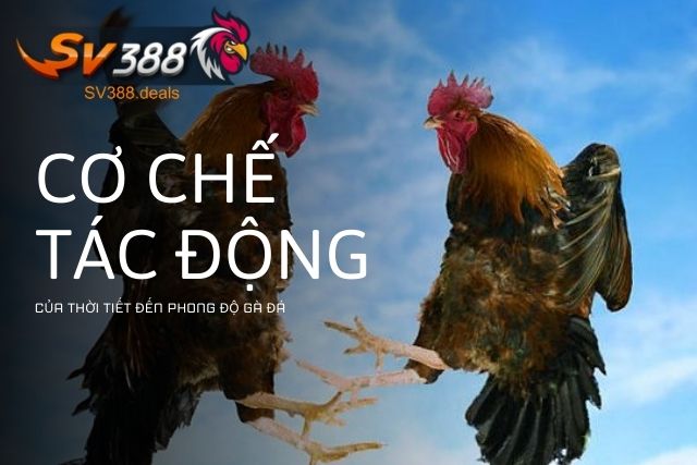 Cơ chế tác động của thời tiết