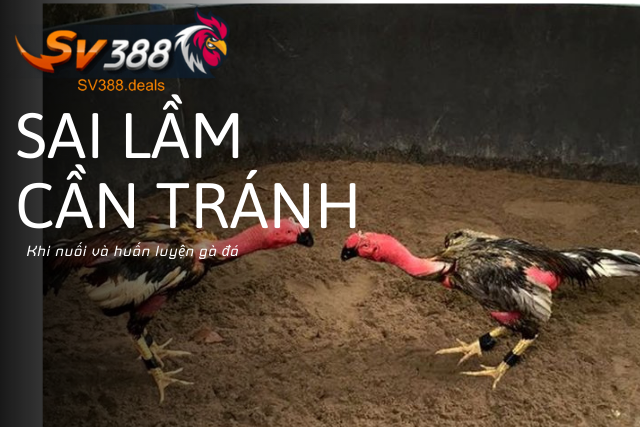 Những lỗi thường gặp khi nuôi và huấn luyện gà đá.