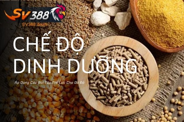 Chế độ dinh dưỡng khi áp dụng các bài tập thể lực cho gà đá