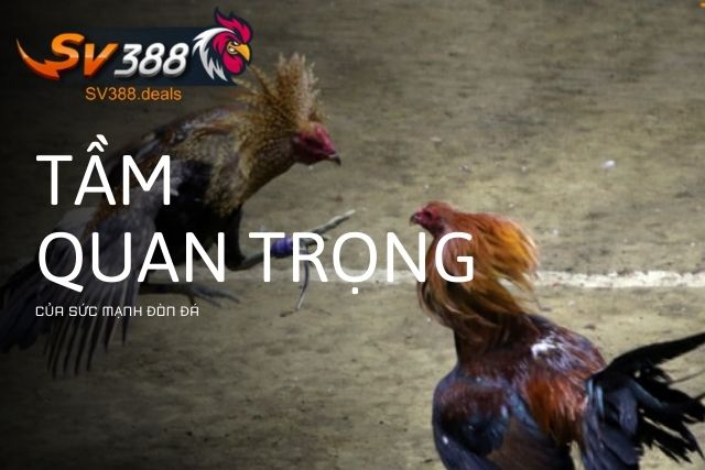 Tầm quan trọng của sức mạnh đòn đá trong trận đấu